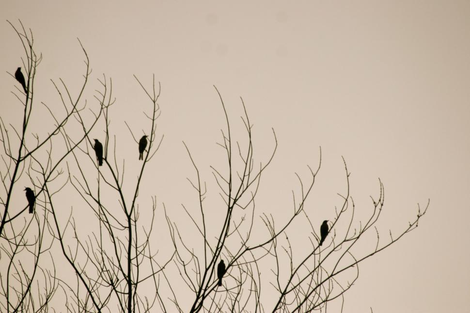 Free Image of Birds sitting on a tree 