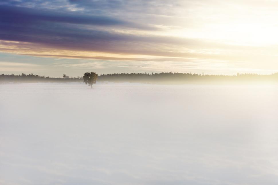 Free Image of A tree in a snowy field 