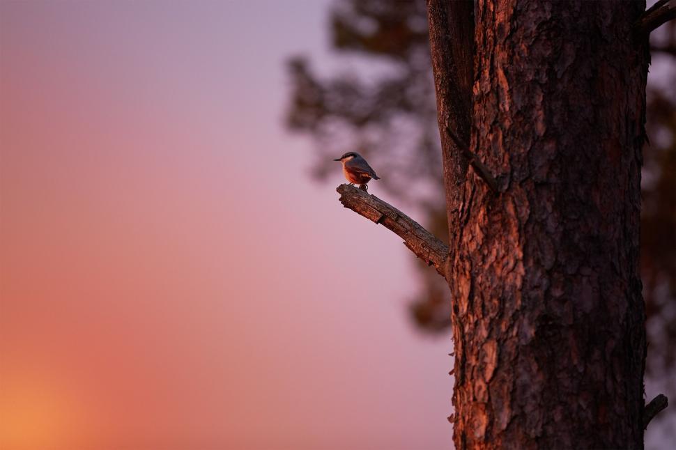 Free Image of A bird on a tree branch 