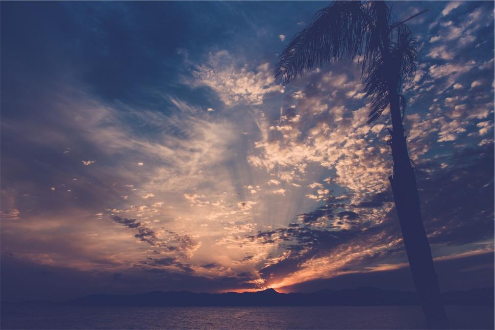Free Image of A sunset over water with a palm tree 