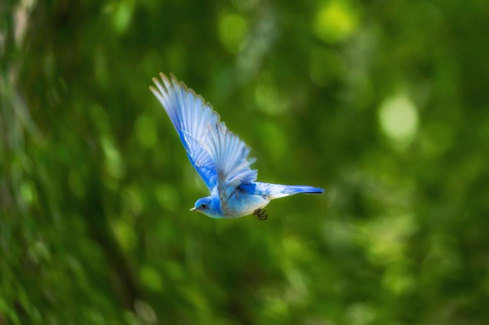 Free Image of A blue bird flying in the air 