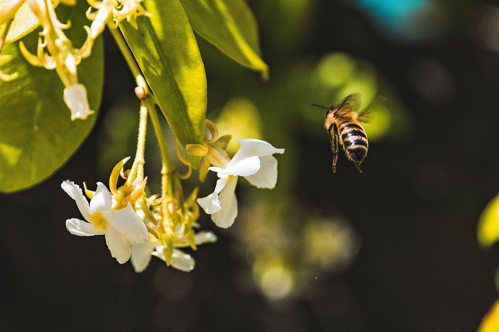 Free Image of A bee flying near a flower 