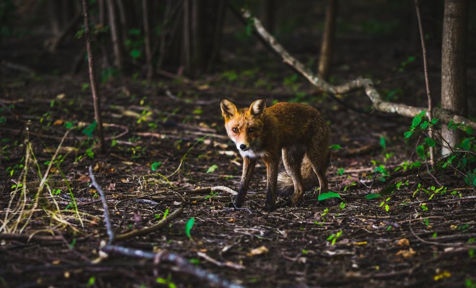 Free Image of A fox standing in the woods 