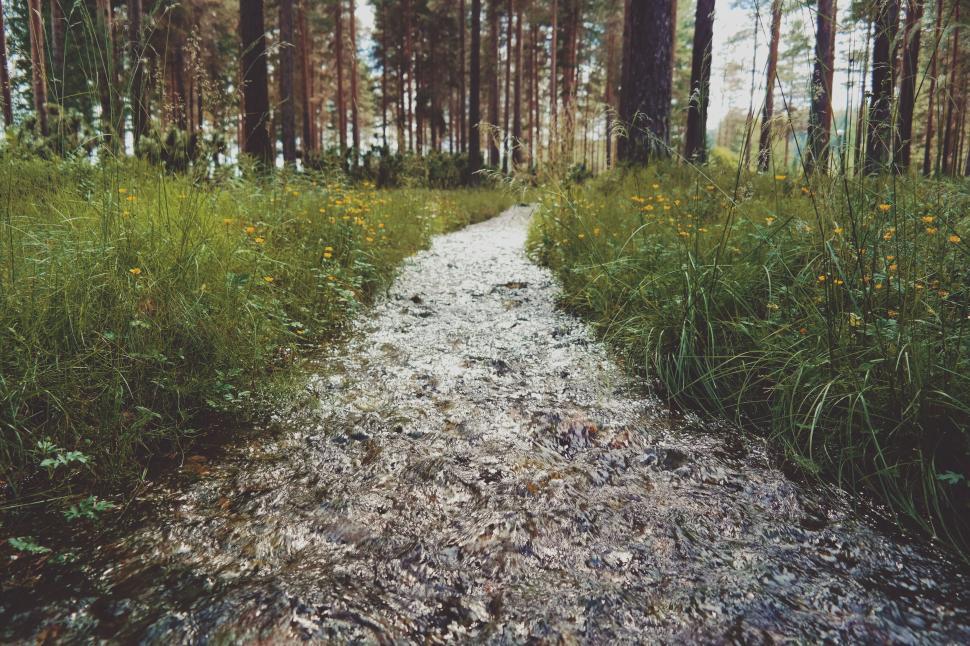 Free Image of A path through a forest 