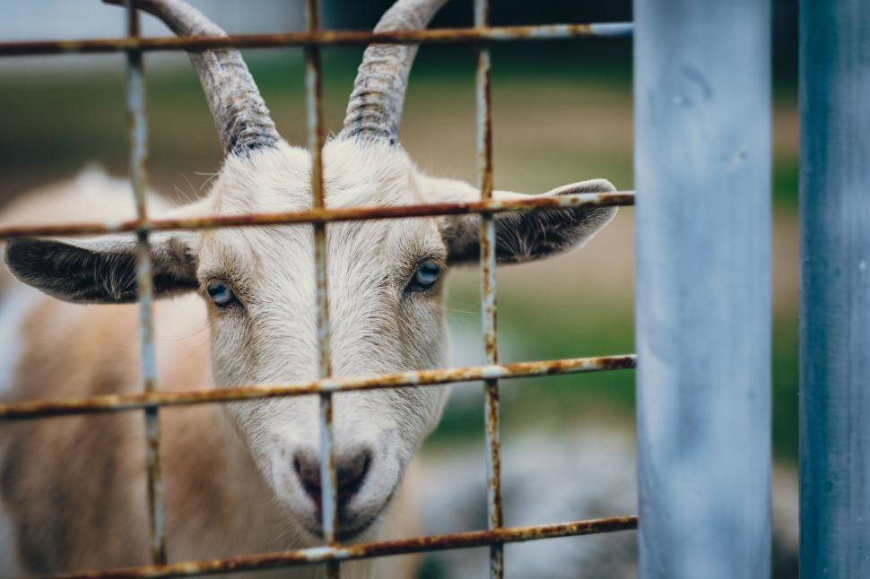 Free Image of A goat with horns behind a fence 