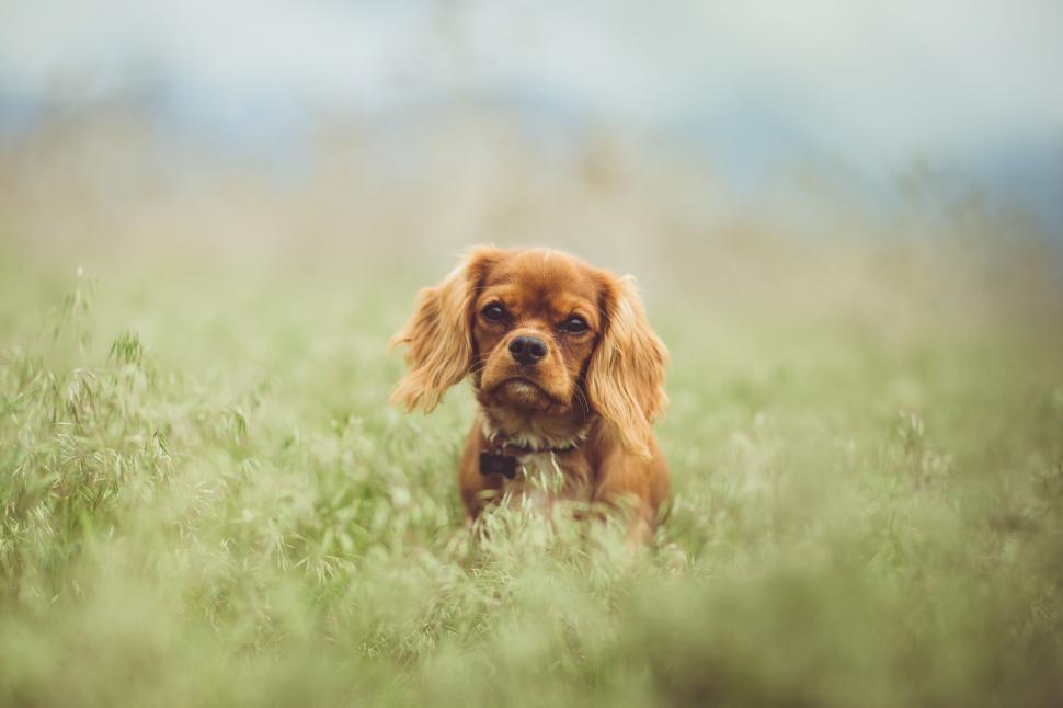 Free Image of A small dog in a field of grass 