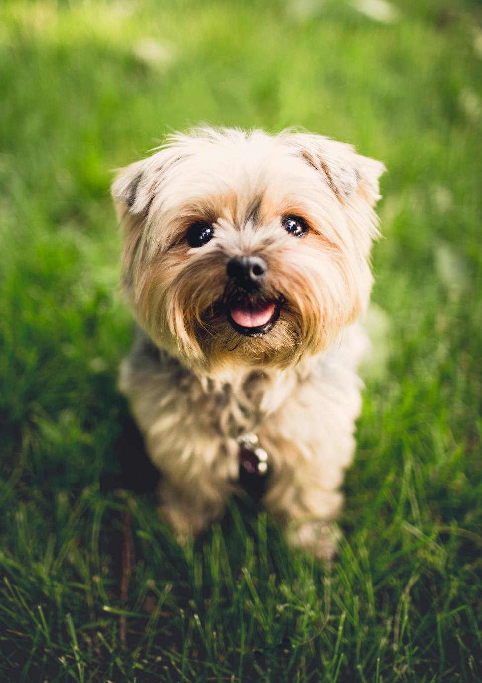 Free Image of A small dog sitting in grass 