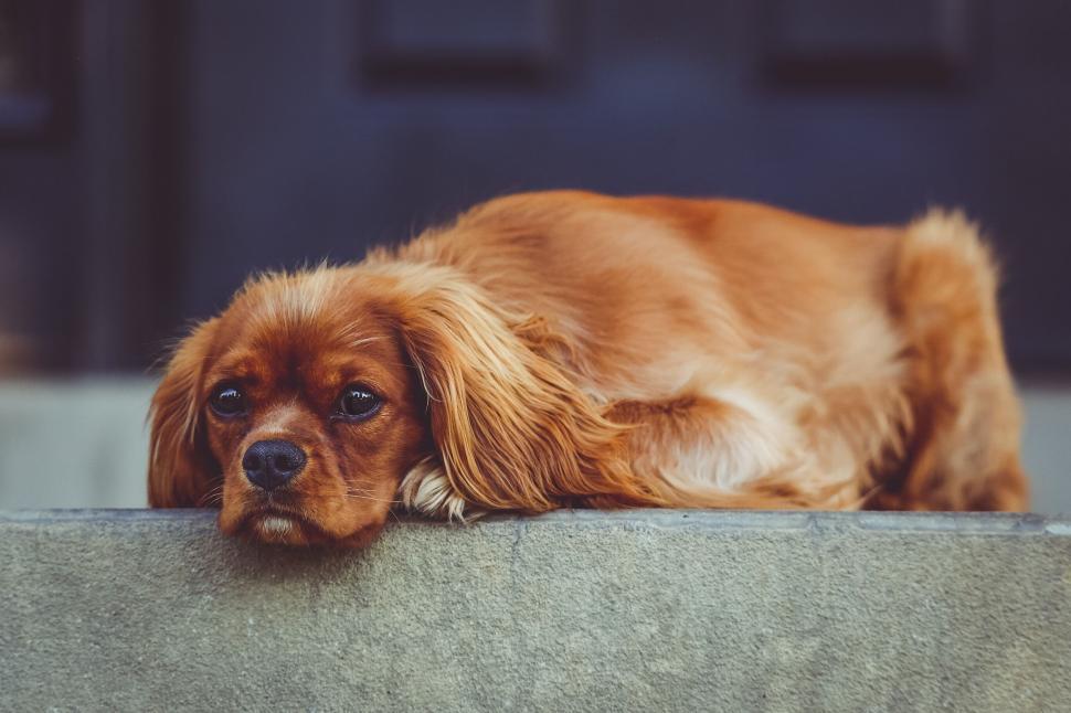 Free Image of A dog lying on a ledge 