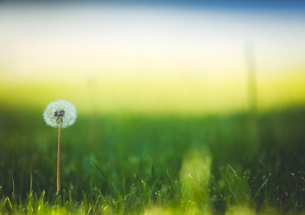 Free Image of A dandelion in the grass 