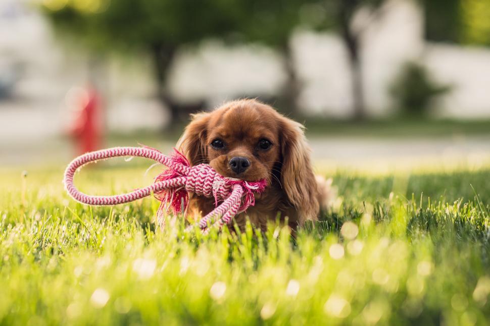 Free Image of A dog holding a rope in its mouth 