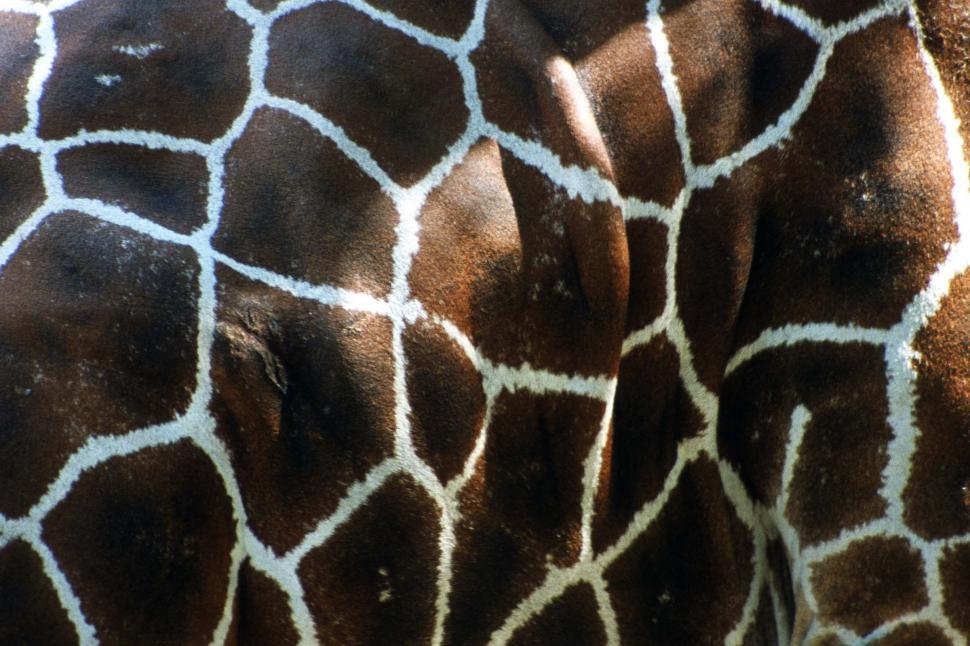 Free Image of Giraffe skin pattern 