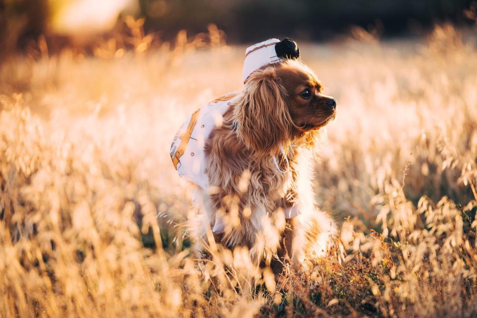 Free Image of A dog wearing a hat in a field 