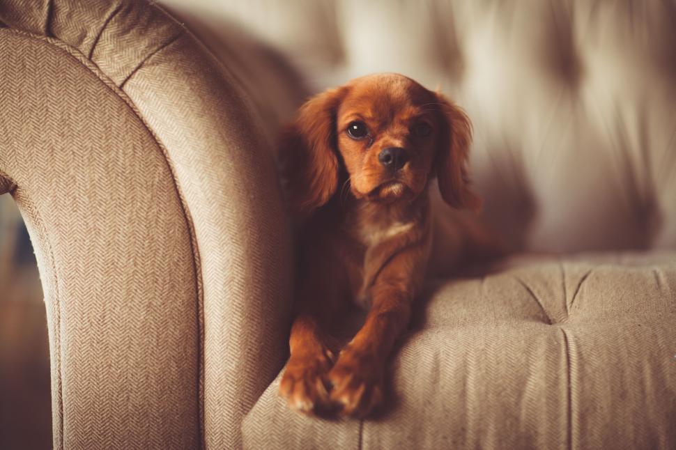 Free Image of A dog lying on a couch 