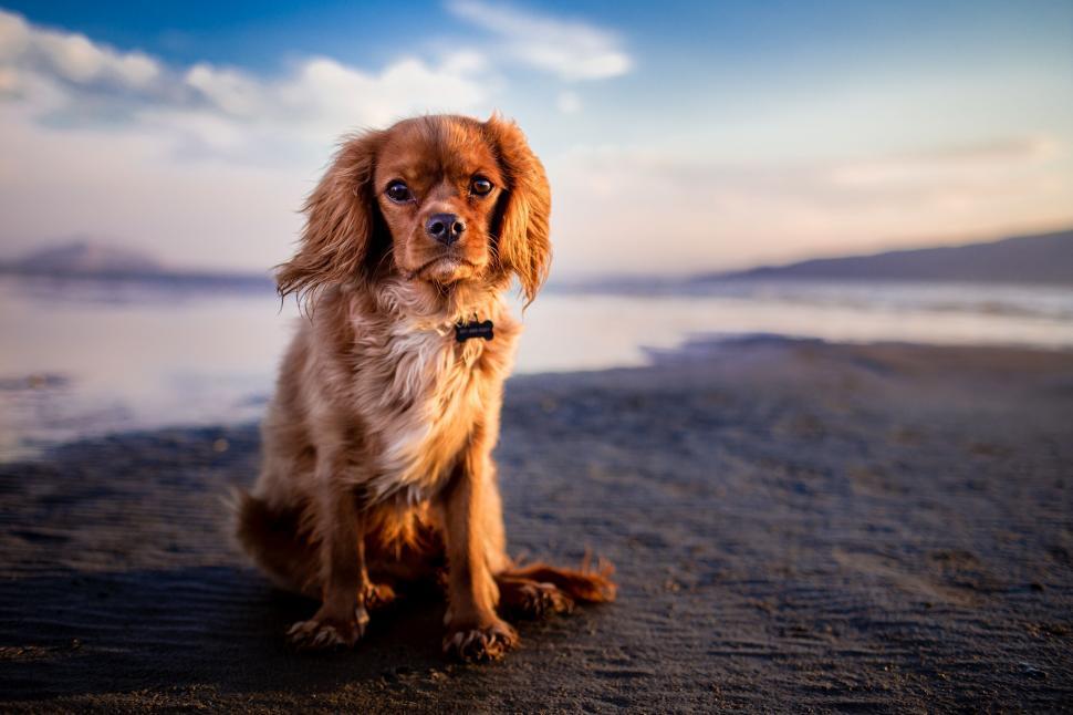 Free Image of A dog sitting on the beach 