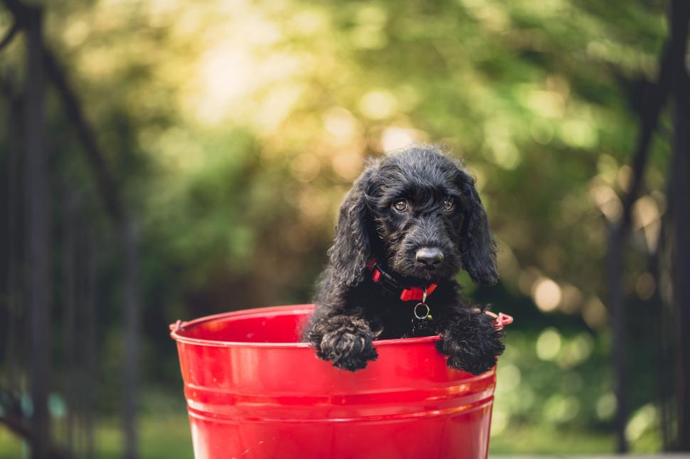 Free Image of A black dog in a red bucket 