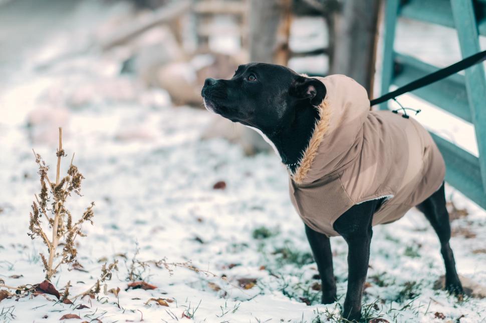 Free Image of A dog wearing a coat outside in the snow 