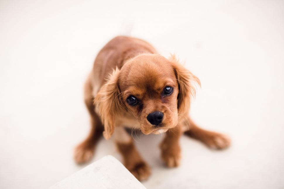 Free Image of A small brown dog looking up 