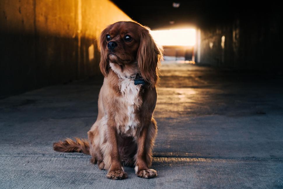 Free Image of A dog sitting in a tunnel 