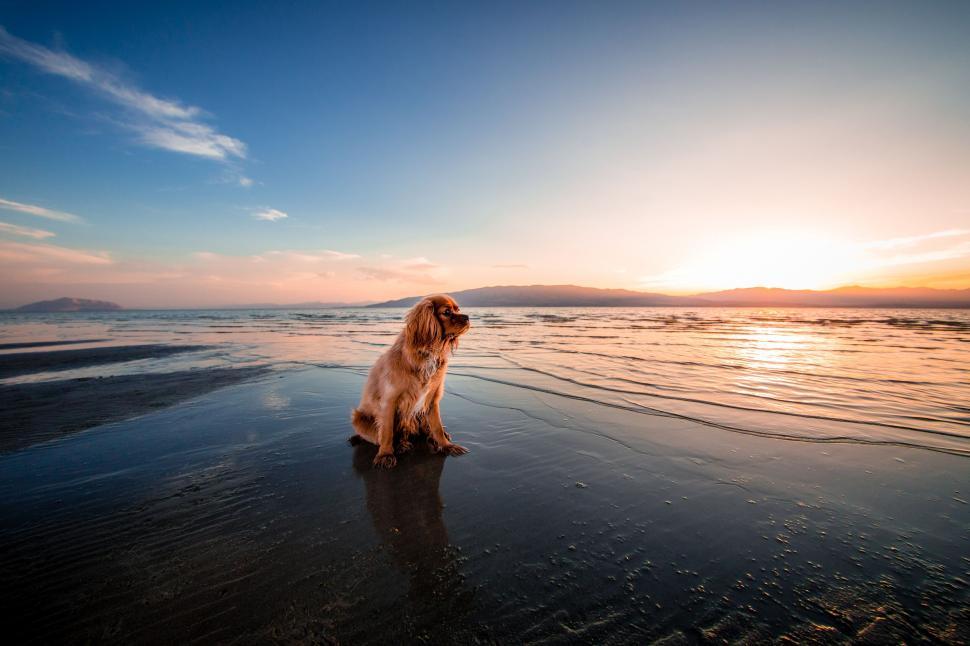 Free Image of A dog sitting on a beach 