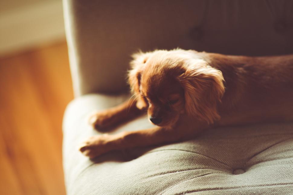 Free Image of A dog lying on a couch 