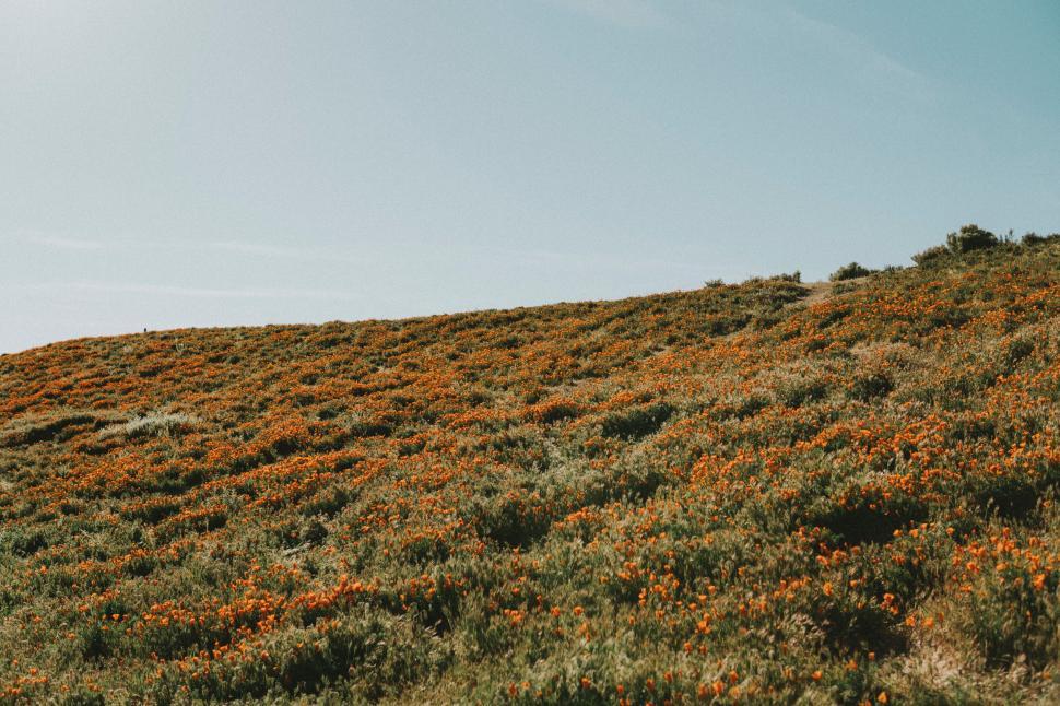 Free Image of A field of orange flowers 
