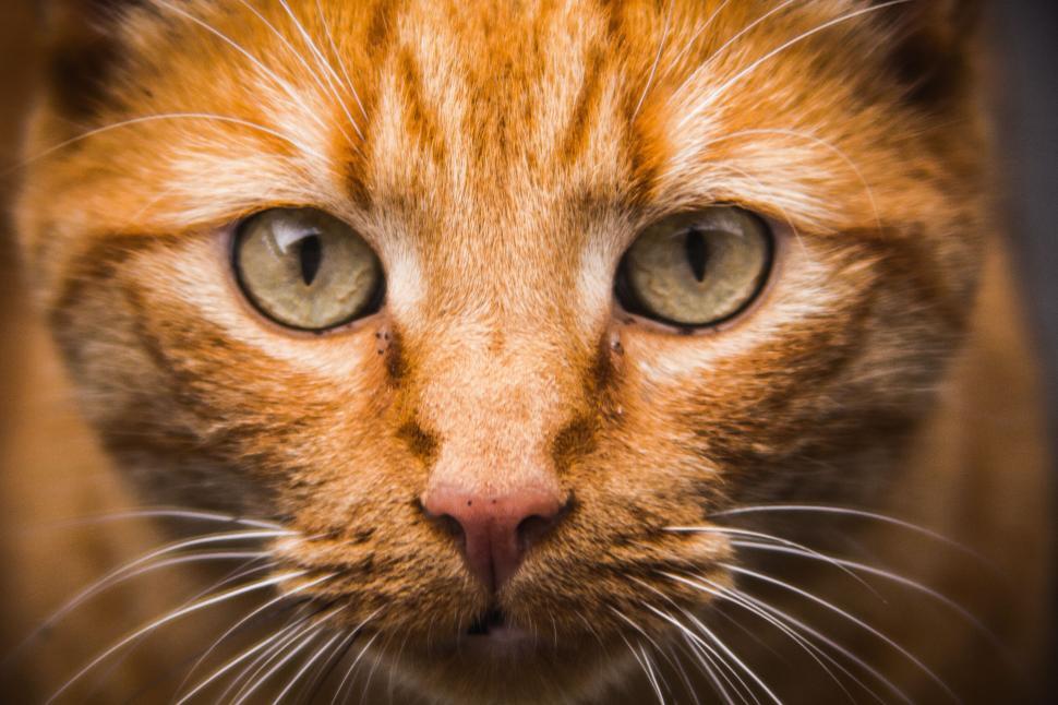 Free Image of A close up of a cat s face 
