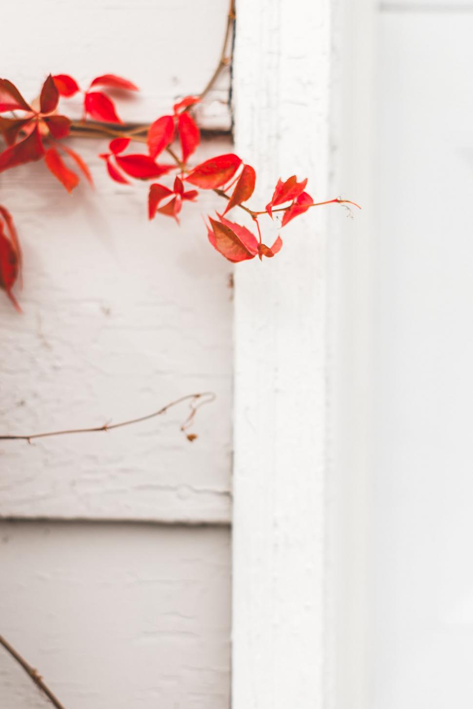 Free Image of A red leaves on a white wall 