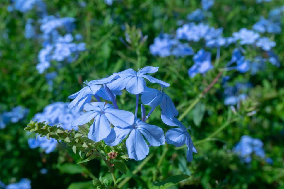 Free Image of A close up of blue flowers 