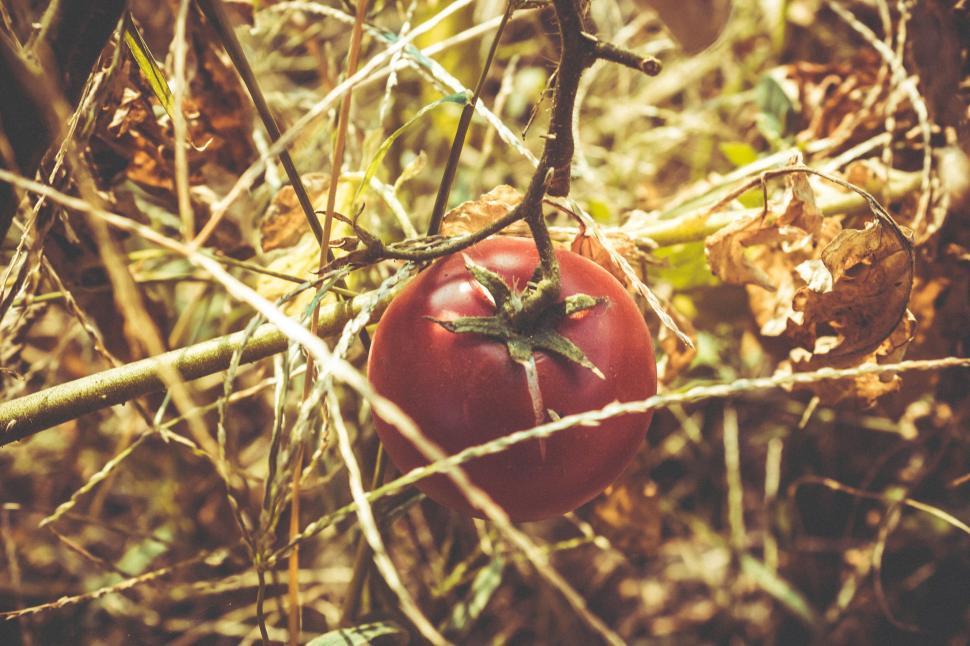 Free Image of A tomato growing on a vine 