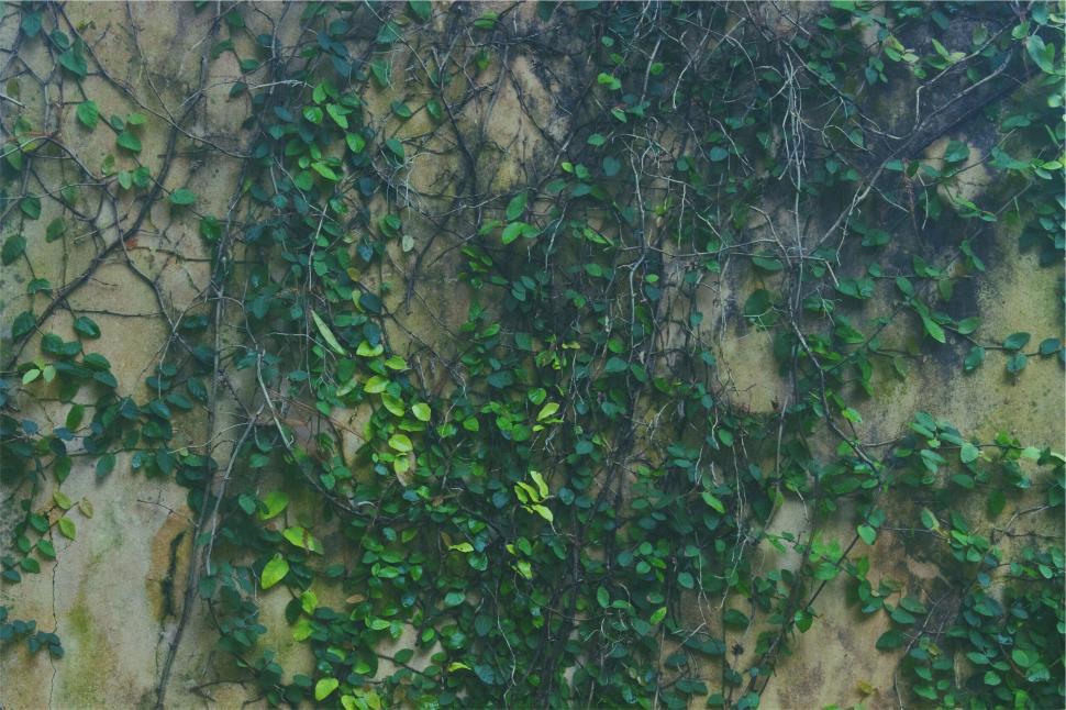 Free Image of A green leaves on a wall 