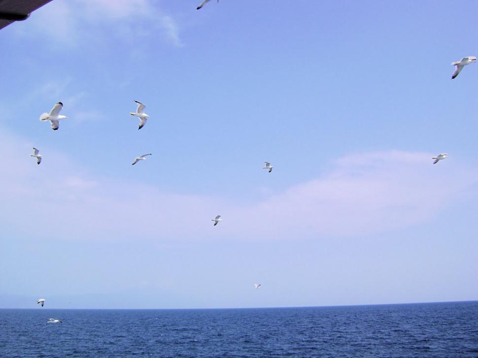 Free Image of Flying Seagulls 