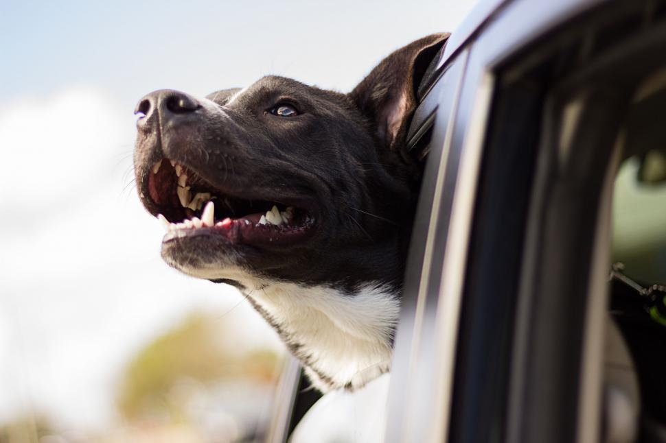 Free Image of A dog looking out of a car window 