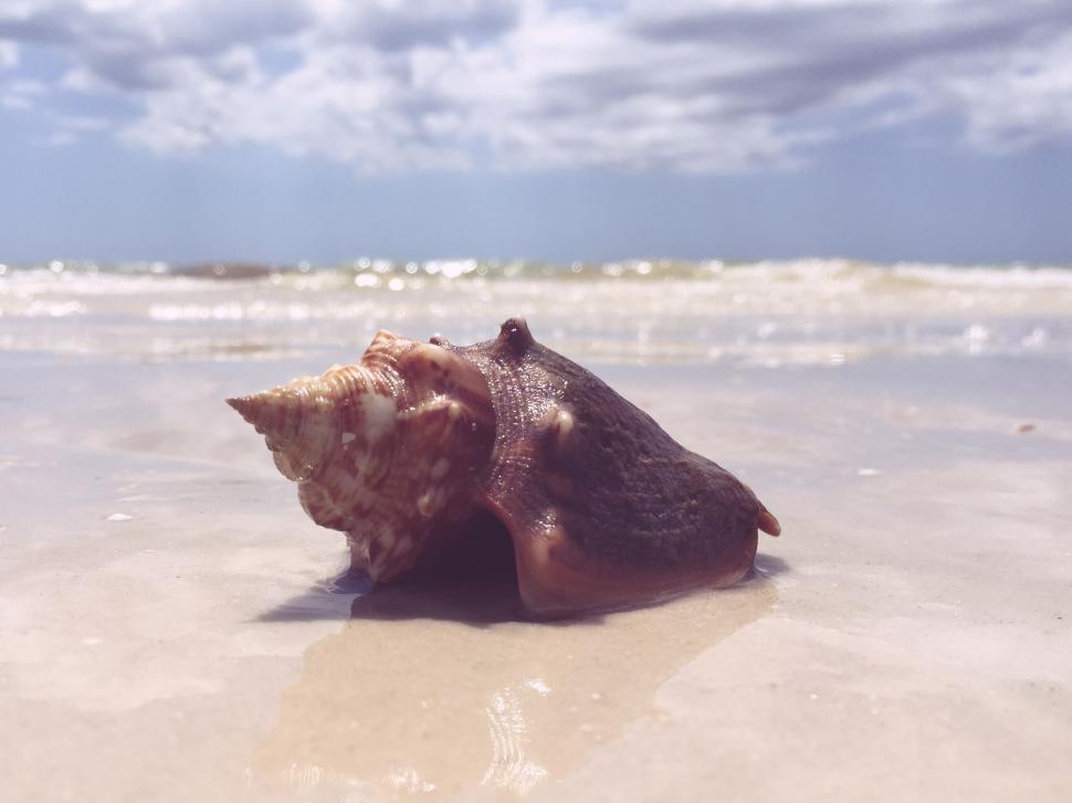 Free Image of A shell on the beach 