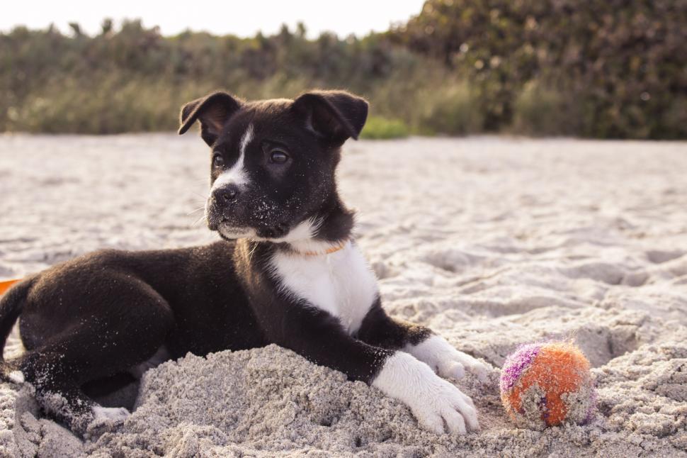 Free Image of A dog lying on sand with a ball 