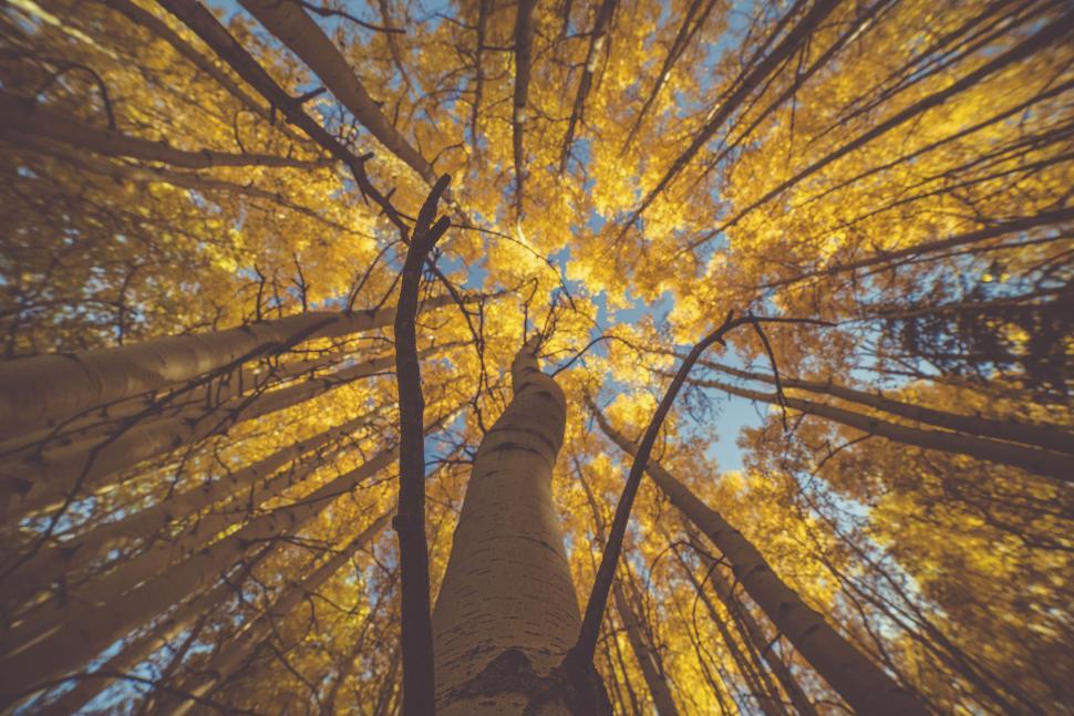 Free Image of Looking up a tree with yellow leaves 