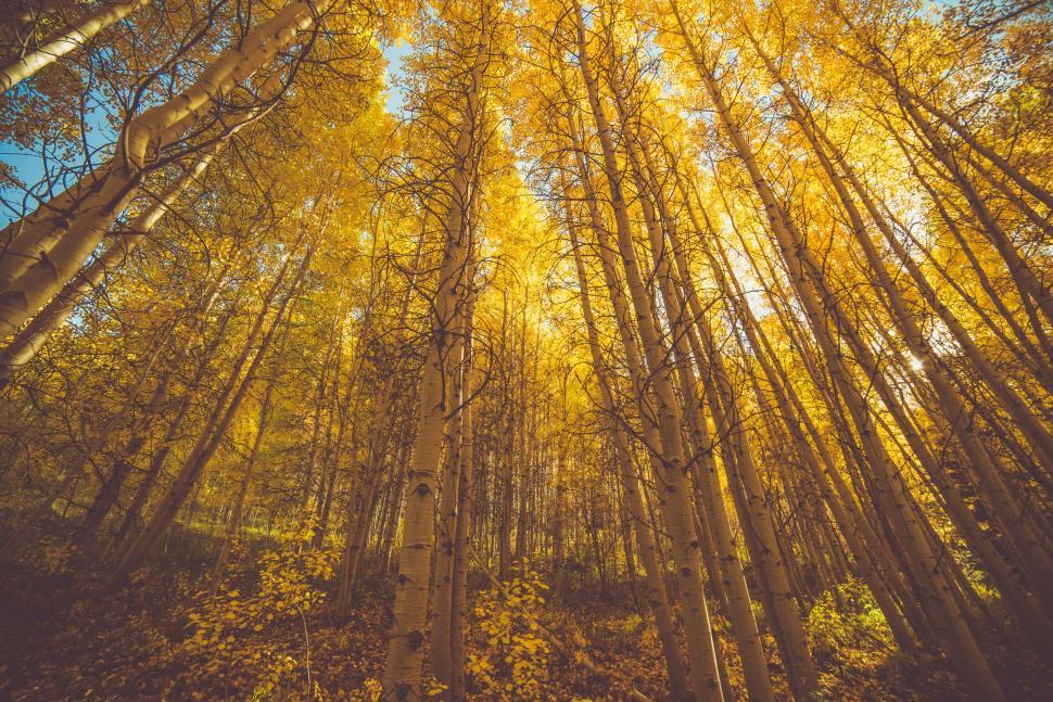 Free Image of A group of trees with yellow leaves 