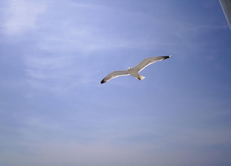 Free Image of Flying Seagulls 