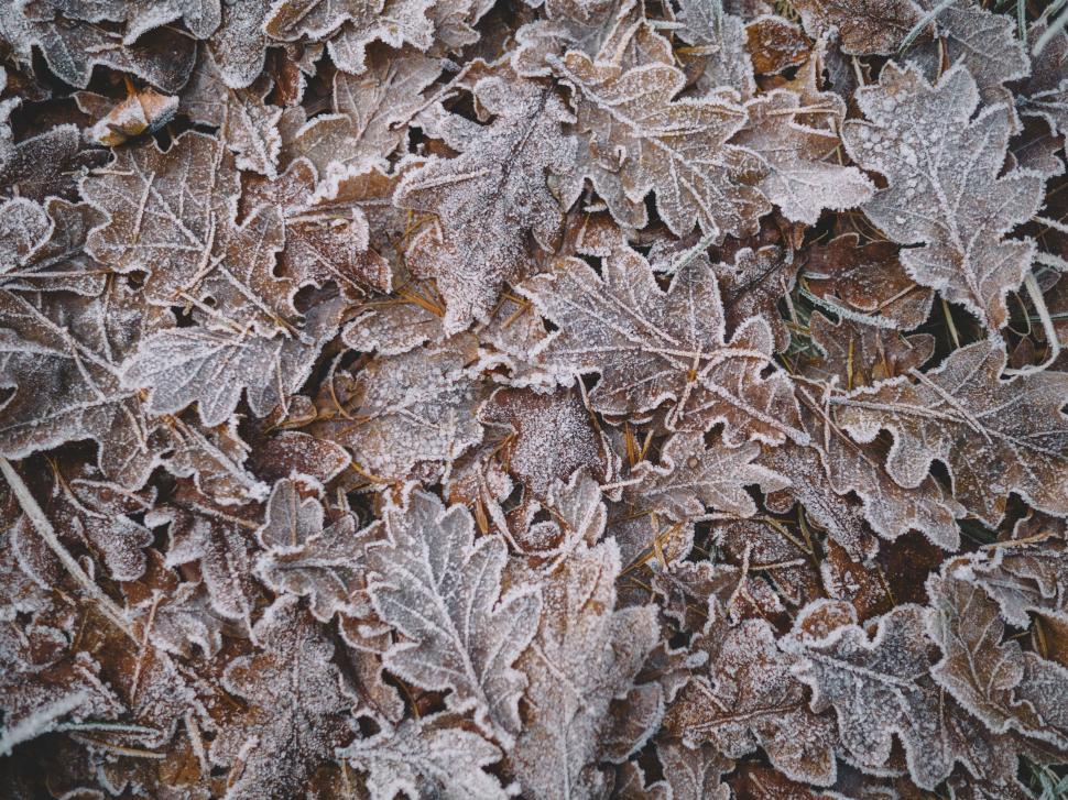 Free Image of A pile of frosted leaves 