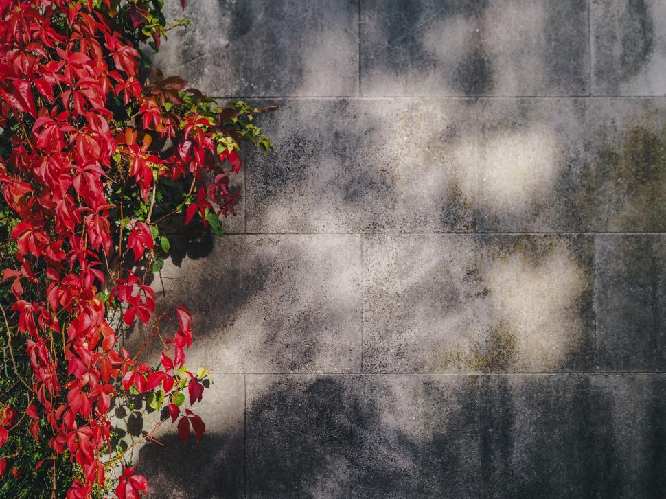 Free Image of A red leaves on a wall 