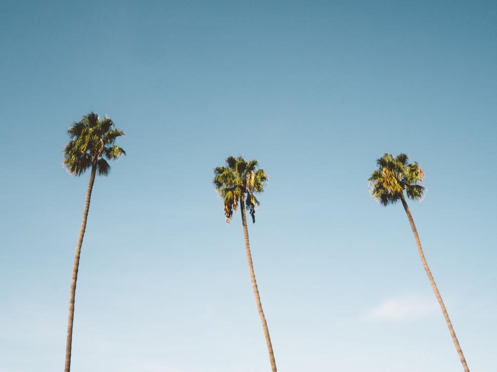 Free Image of A group of palm trees 
