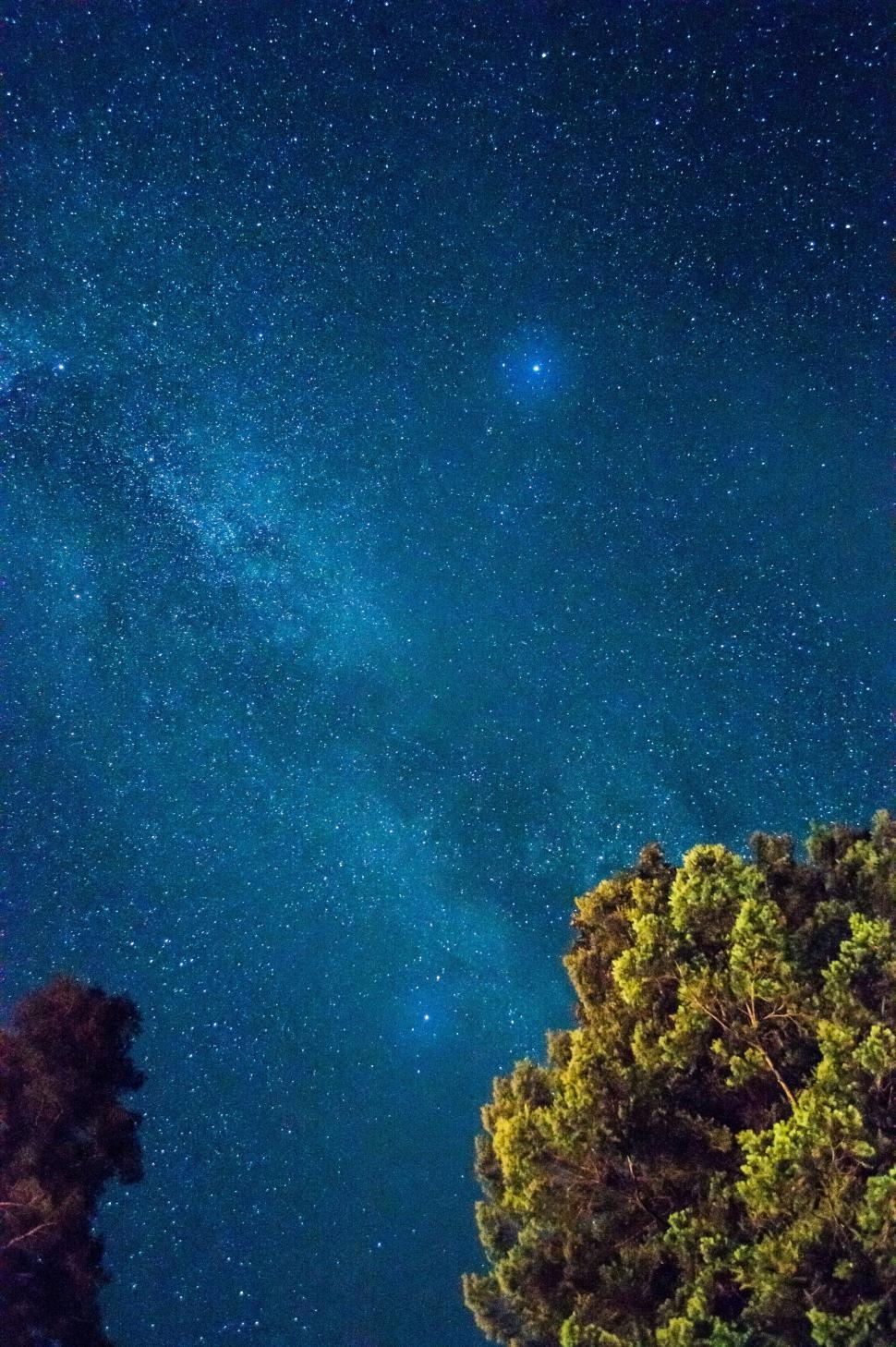 Free Image of A starry sky above trees 