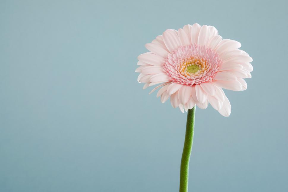 Free Image of A pink flower with a yellow center 