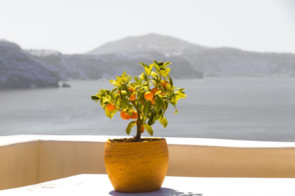Free Image of A potted plant with oranges on a table 