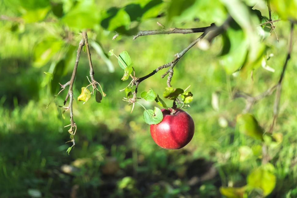 Free Image of A red apple from a tree branch 