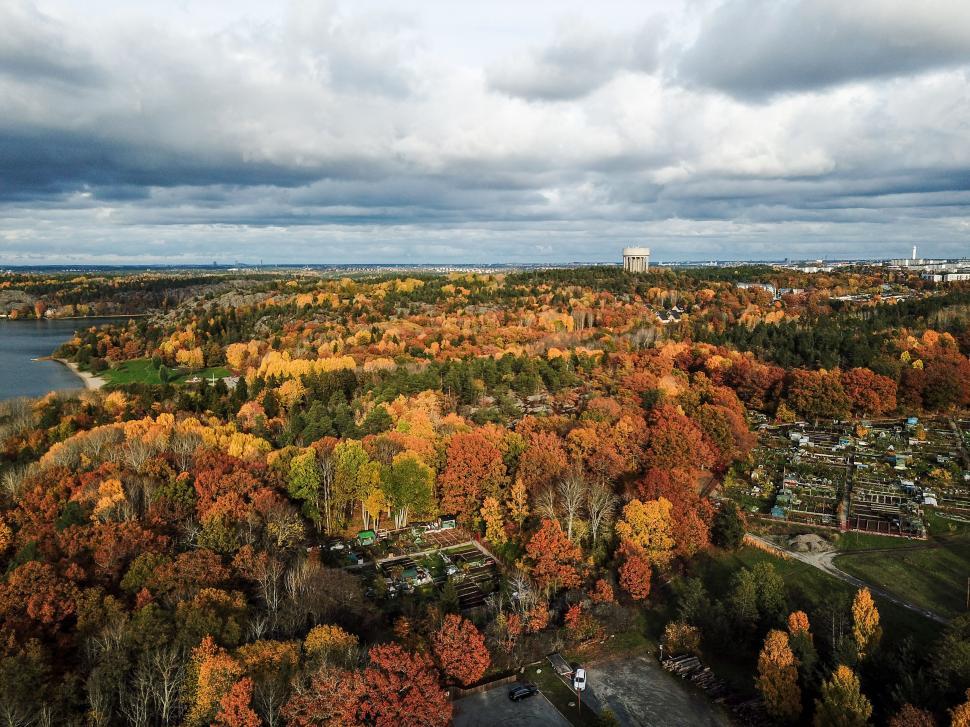 Free Image of A aerial view of a forest with orange and yellow leaves 