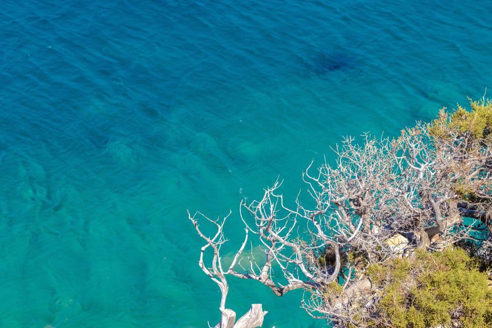 Free Image of A tree branches and a body of water 