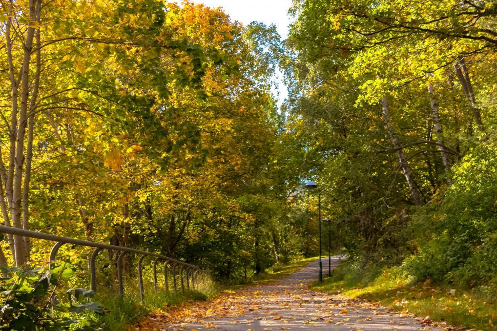 Free Image of A path with trees and a railing 