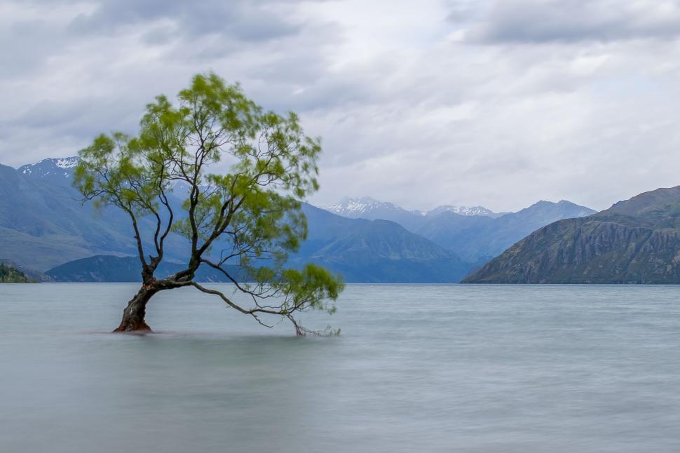Free Image of A tree in the water 