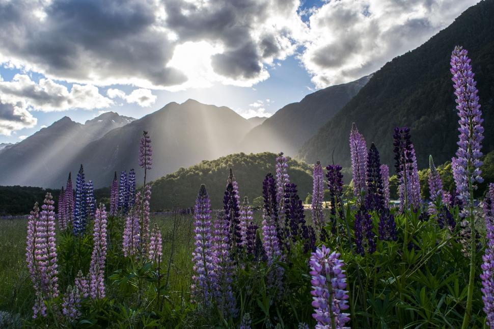 Free Image of A field of purple and purple flowers with mountains in the background 