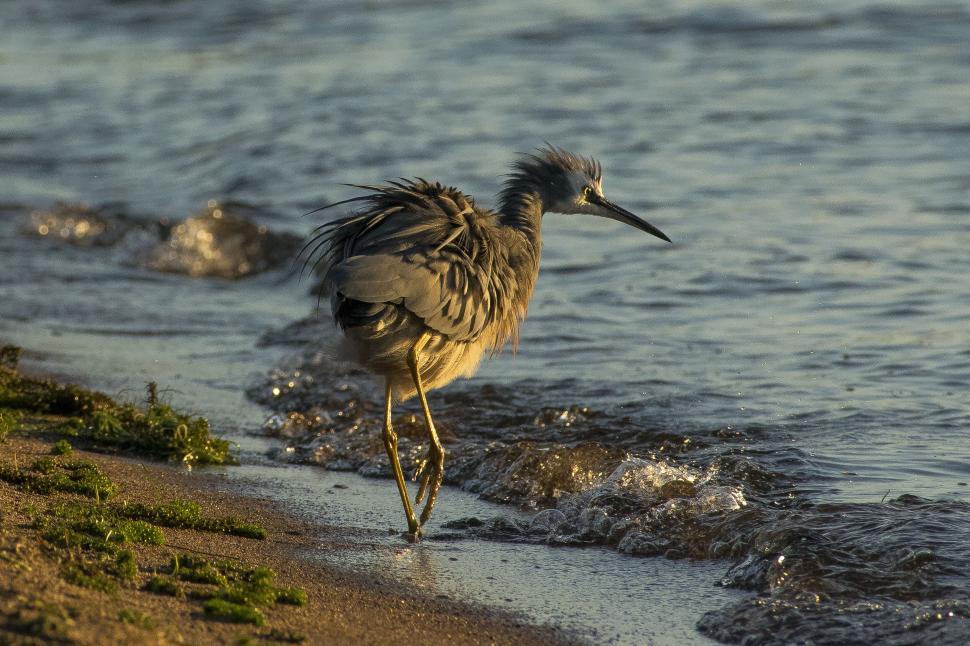 Free Image of A bird walking on the beach 